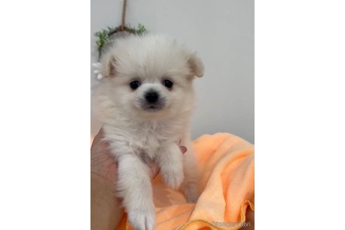 成約済の福岡県のポメラニアン-290917の10枚目