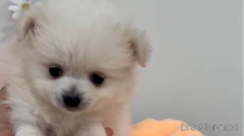 成約済の福岡県のポメラニアン-290917の9枚目