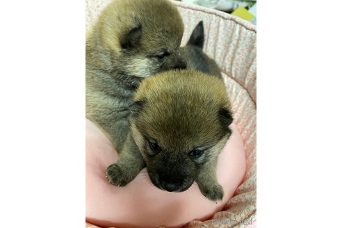 成約済の長野県の柴犬-293459の9枚目