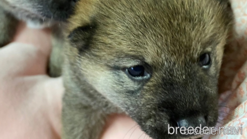 成約済の長野県の柴犬-293459の8枚目