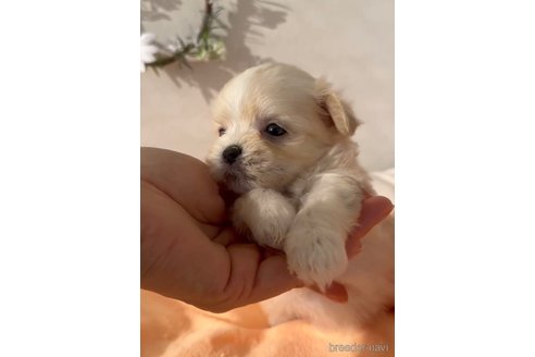 成約済の福岡県のチワマル:チワワ×マルチーズ-294094の6枚目