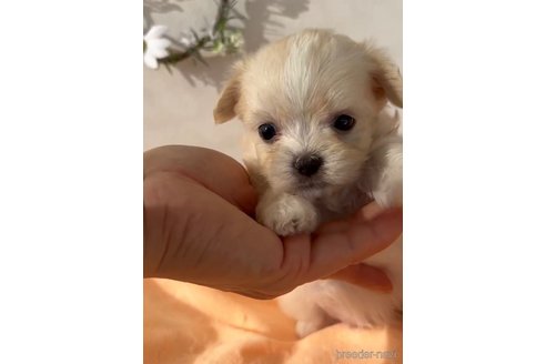 成約済の福岡県のチワマル:チワワ×マルチーズ-294094の7枚目