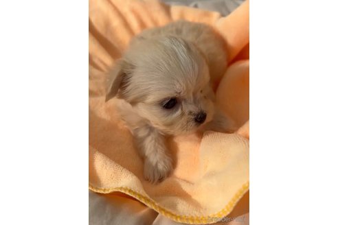 成約済の福岡県のチワマル:チワワ×マルチーズ-294094の8枚目