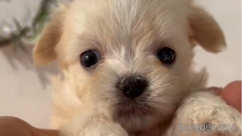 成約済の福岡県のチワマル:チワワ×マルチーズ-294094の1枚目