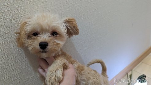 成約済の広島県のチワプー:チワワ×トイプードル-271216の117枚目