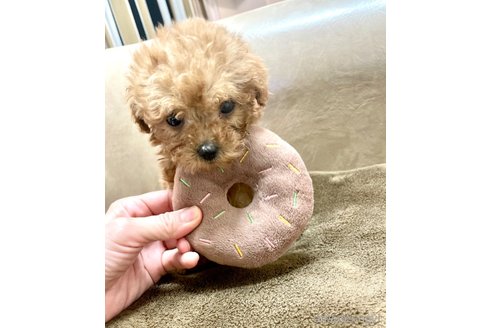 成約済の奈良県のタイニープードル-293288の2枚目