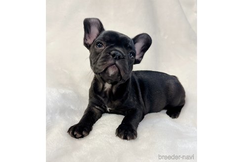 成約済の山口県のフレンチブルドッグ-291068の3枚目