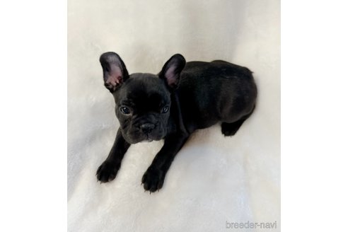 成約済の山口県のフレンチブルドッグ-291068の4枚目