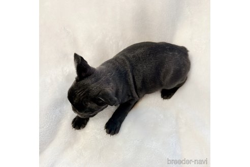 成約済の山口県のフレンチブルドッグ-291068の5枚目