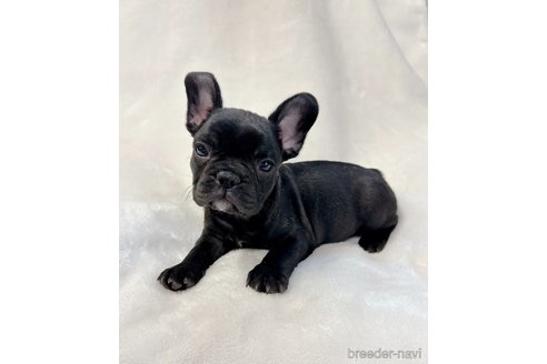 成約済の山口県のフレンチブルドッグ-291068