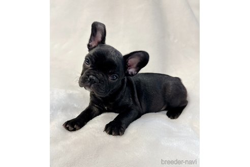 成約済の山口県のフレンチブルドッグ-291068の2枚目