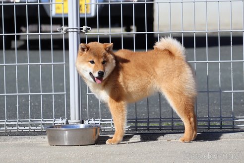 成約済の愛媛県の豆柴-281234の3枚目