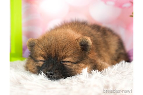 成約済の千葉県のポメラニアン-294209の3枚目