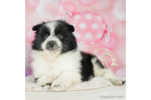 成約済の千葉県のポメラニアン-294210の4枚目