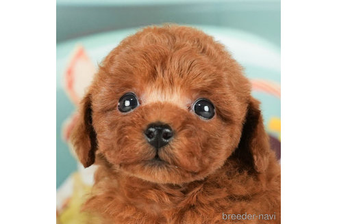 成約済の千葉県のタイニープードル-294211の1枚目