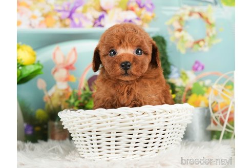 成約済の千葉県のタイニープードル-294211の4枚目