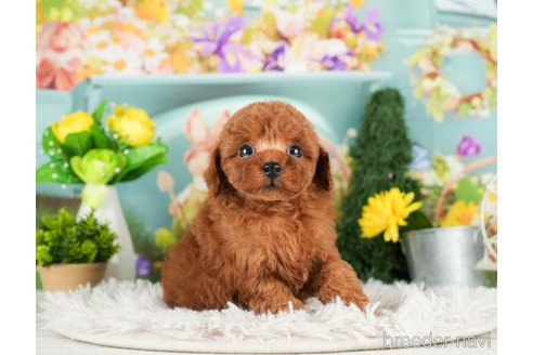 成約済の千葉県のタイニープードル-294211の5枚目