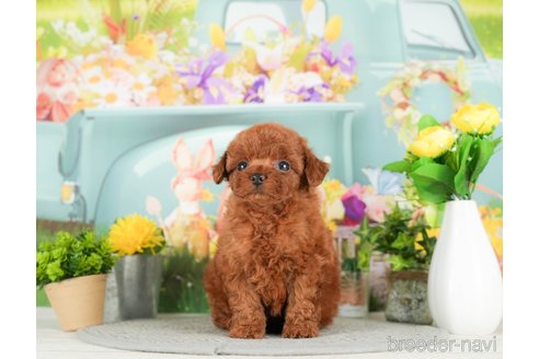 成約済の千葉県のタイニープードル-294212の5枚目