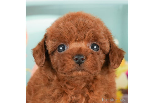 成約済の千葉県のタイニープードル-294212の2枚目