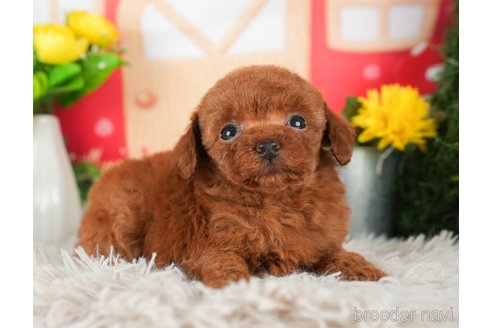 成約済の千葉県のタイニープードル-294214の2枚目