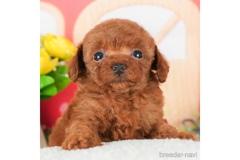 成約済の千葉県のタイニープードル-294214