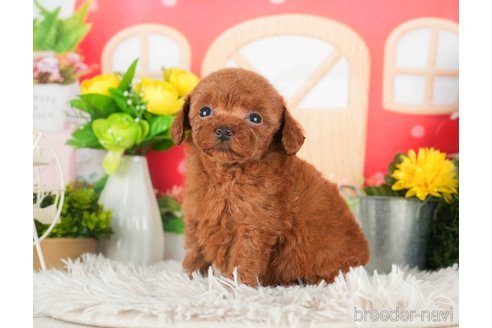 成約済の千葉県のタイニープードル-294214の4枚目