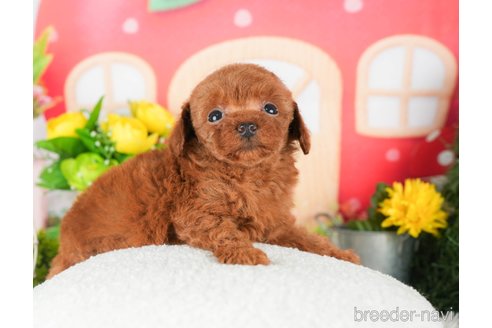 成約済の千葉県のタイニープードル-294214の5枚目