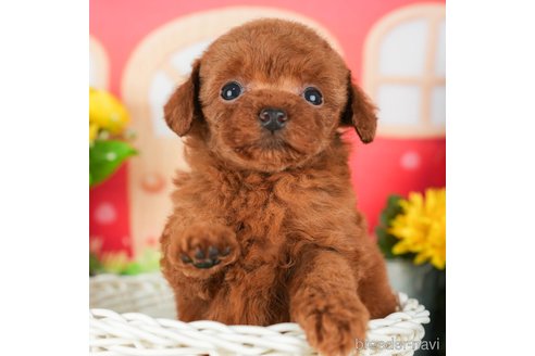 成約済の千葉県のタイニープードル-294214の3枚目