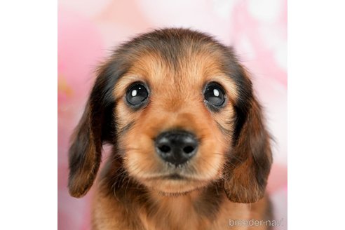 成約済の千葉県のミニチュアダックスフンド(ロングヘアード)-294215