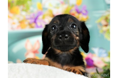 成約済の千葉県のミニチュアダックスフンド(ロングヘアード)-294216