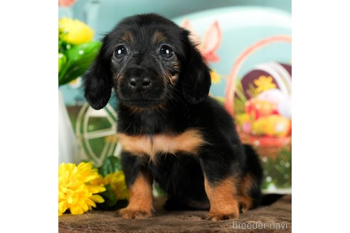 成約済の千葉県のミニチュアダックスフンド(ロングヘアード)-294216の2枚目