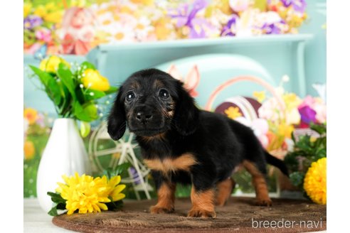 成約済の千葉県のミニチュアダックスフンド(ロングヘアード)-294216の4枚目