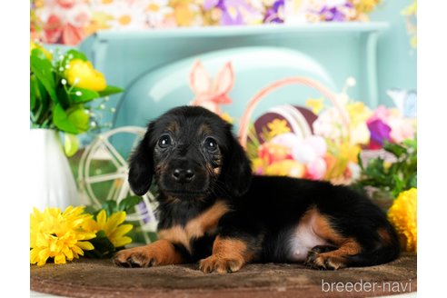 成約済の千葉県のミニチュアダックスフンド(ロングヘアード)-294216の5枚目