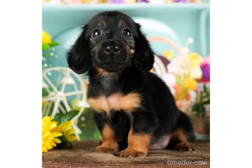 成約済の千葉県のミニチュアダックスフンド(ロングヘアード)-294216の3枚目