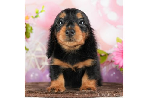 成約済の千葉県のミニチュアダックスフンド(ロングヘアード)-294217の2枚目