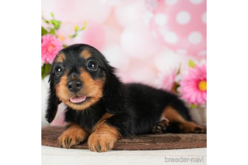 成約済の千葉県のミニチュアダックスフンド(ロングヘアード)-294217の3枚目