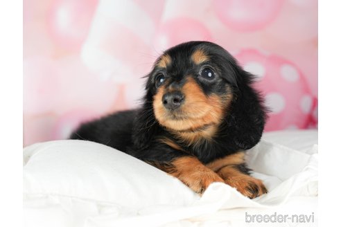 成約済の千葉県のミニチュアダックスフンド(ロングヘアード)-294217の4枚目