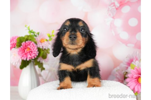 成約済の千葉県のミニチュアダックスフンド(ロングヘアード)-294217の5枚目