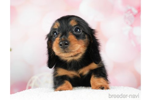 成約済の千葉県のミニチュアダックスフンド(ロングヘアード)-294217