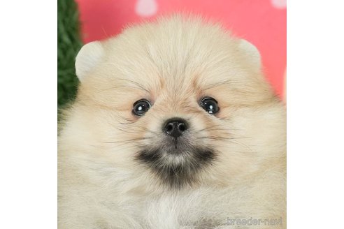 成約済の千葉県のポメラニアン-294219の1枚目