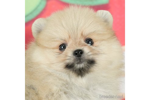 成約済の千葉県のポメラニアン-294219の4枚目