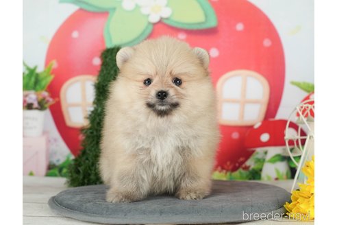 成約済の千葉県のポメラニアン-294219の5枚目