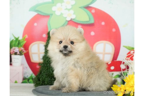 成約済の千葉県のポメラニアン-294219の2枚目