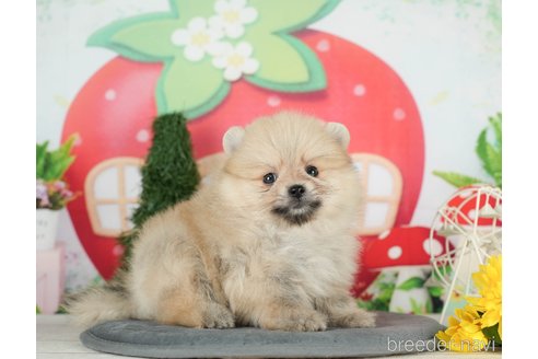 成約済の千葉県のポメラニアン-294219の3枚目