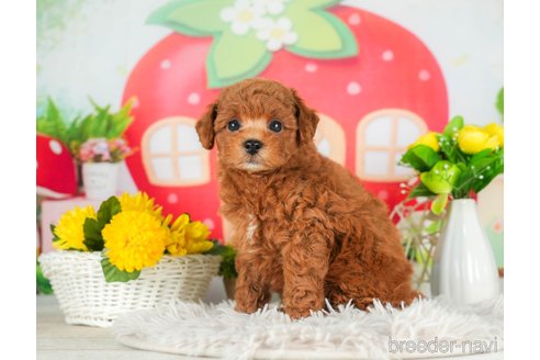 成約済の千葉県のトイプードル-294220の2枚目