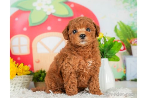 成約済の千葉県のトイプードル-294220の3枚目