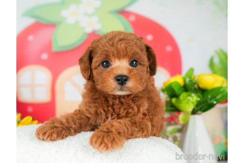 成約済の千葉県のトイプードル-294220の4枚目