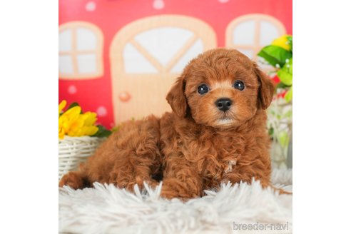 成約済の千葉県のトイプードル-294220の1枚目