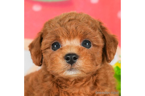 成約済の千葉県のトイプードル-294220の5枚目