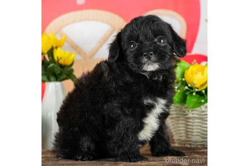 成約済の千葉県のチワプー:チワワ×トイプードル-294223の4枚目